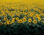 Sunflowers In a Wisconsin Field