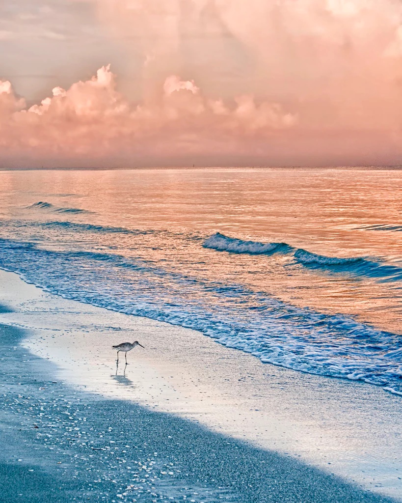 Sandpiper At Sunrise