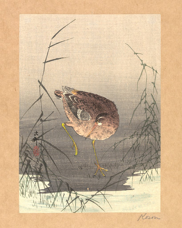 Snipe in Marsh