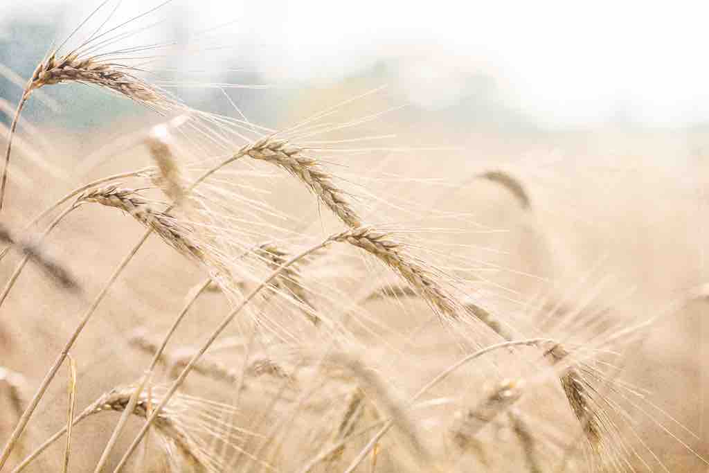 Waving Wheat