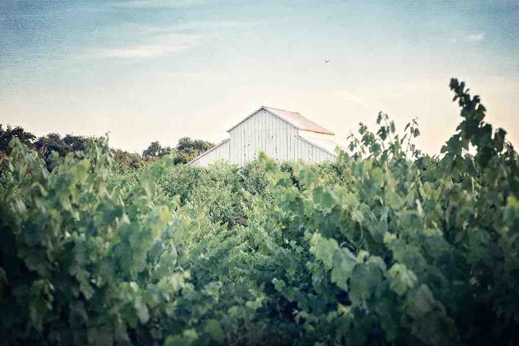 White Barn