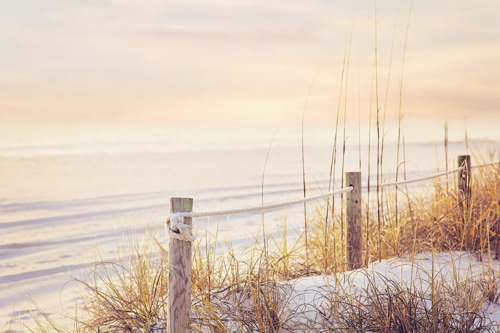 Sea Grass At Sunset