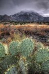 Cactus Overcast