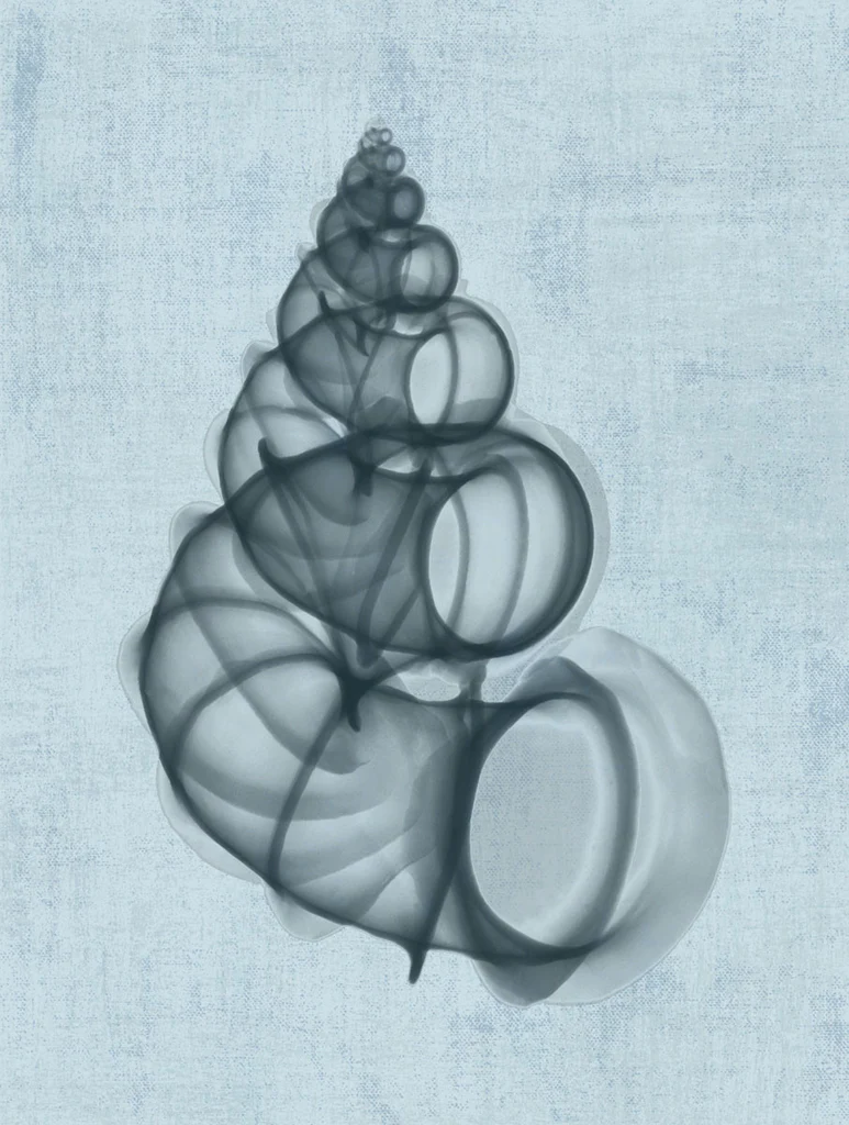 Wentletrap Shell (Light Blue)