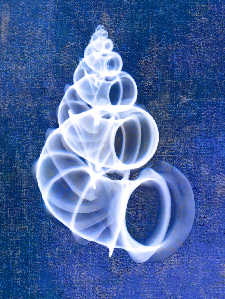Wentletrap Shell (Indigo)