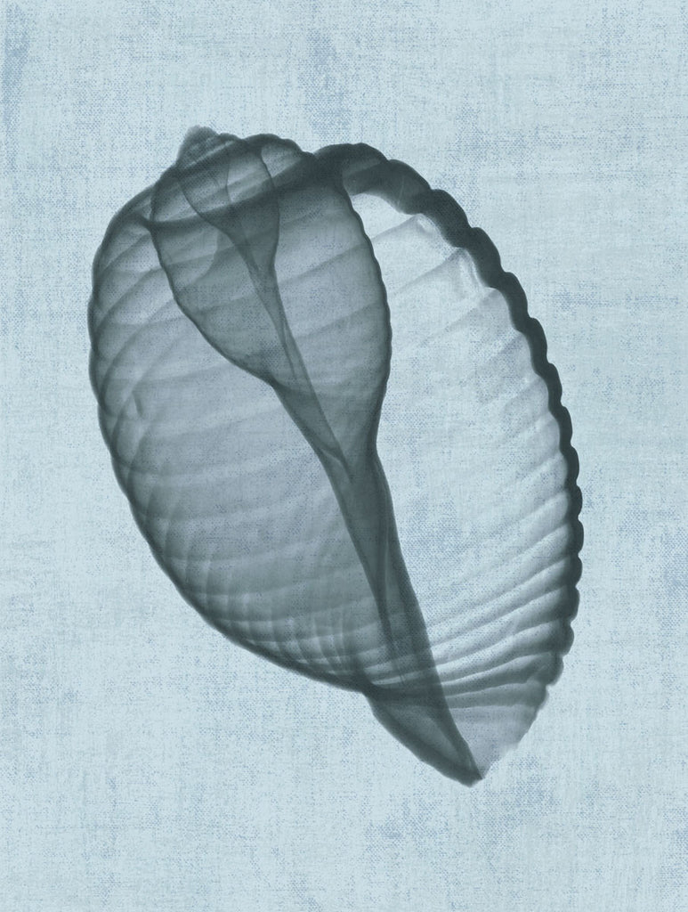 Banded Tun Shell (Light Blue)