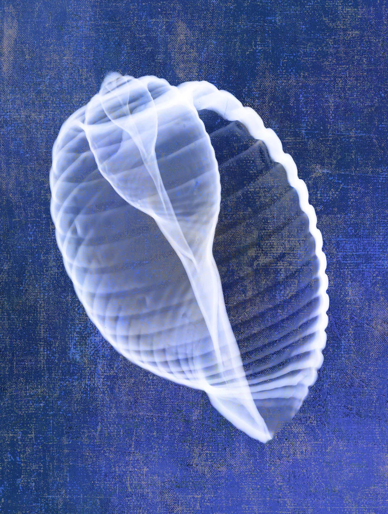 Banded Tun Shell (Indigo)