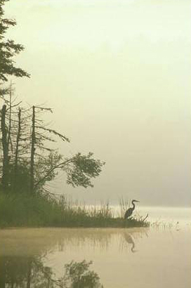 Lone Heron