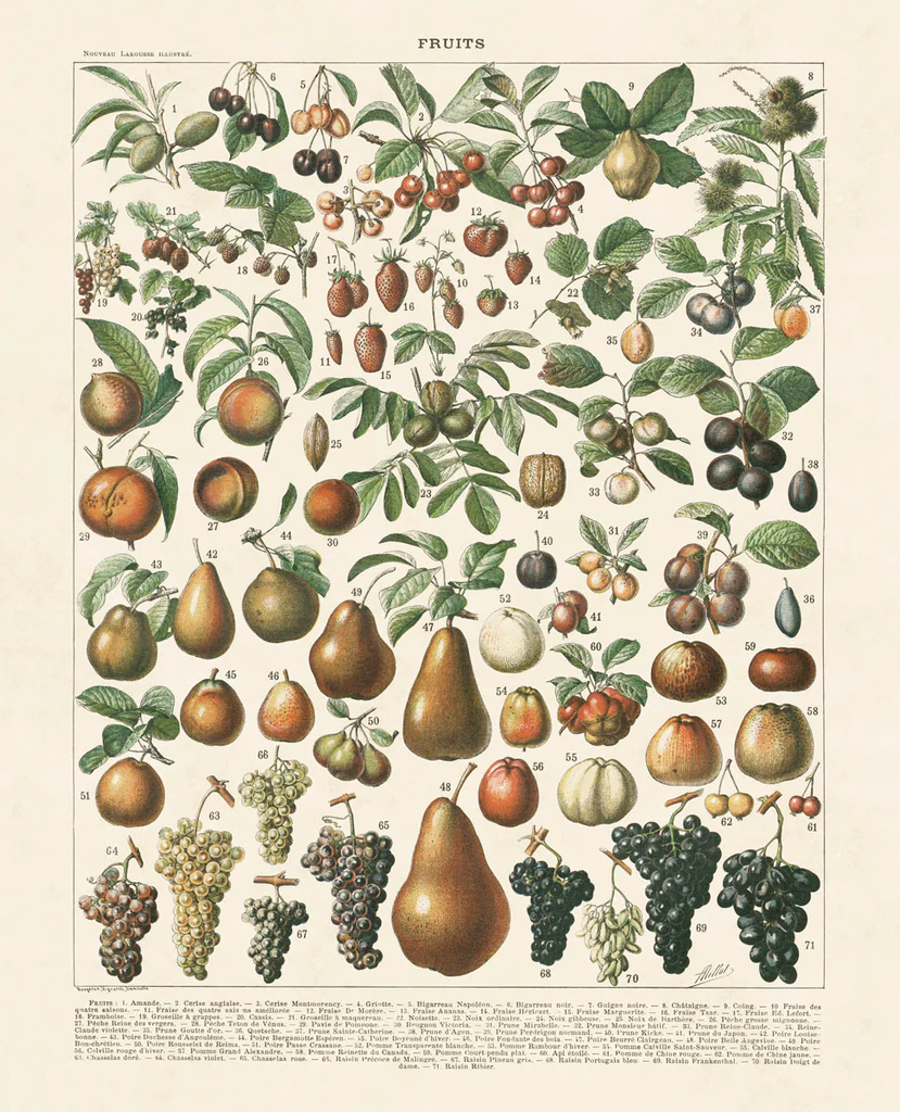 Fruits II
