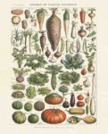 Legumes I