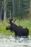 Moose Alert
