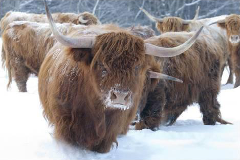 Scottish Highlanders
