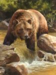 Grizzly At Roaring Creek