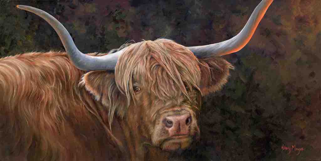 Highland Cow