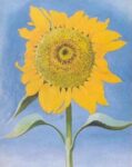 Sunflower, New Mexico, 1935