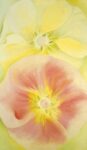 Pink and Yellow Hollyhocks, 1952
