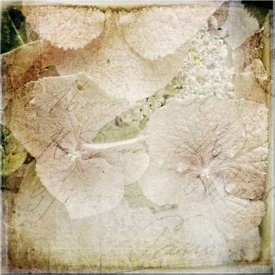 Hydrangeas 4