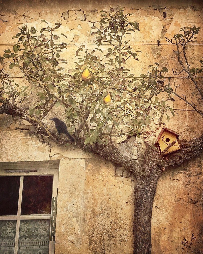 Espaliered Apple, Crow and Birdhouse