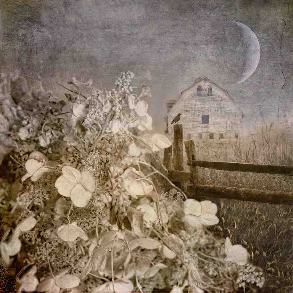 Hydrangea Hill