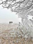 Horse and Hoarfrost