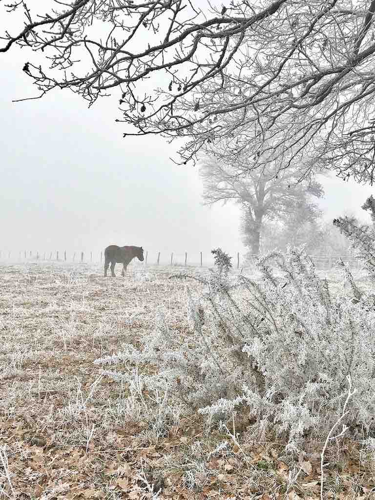 Horse and Hoarfrost