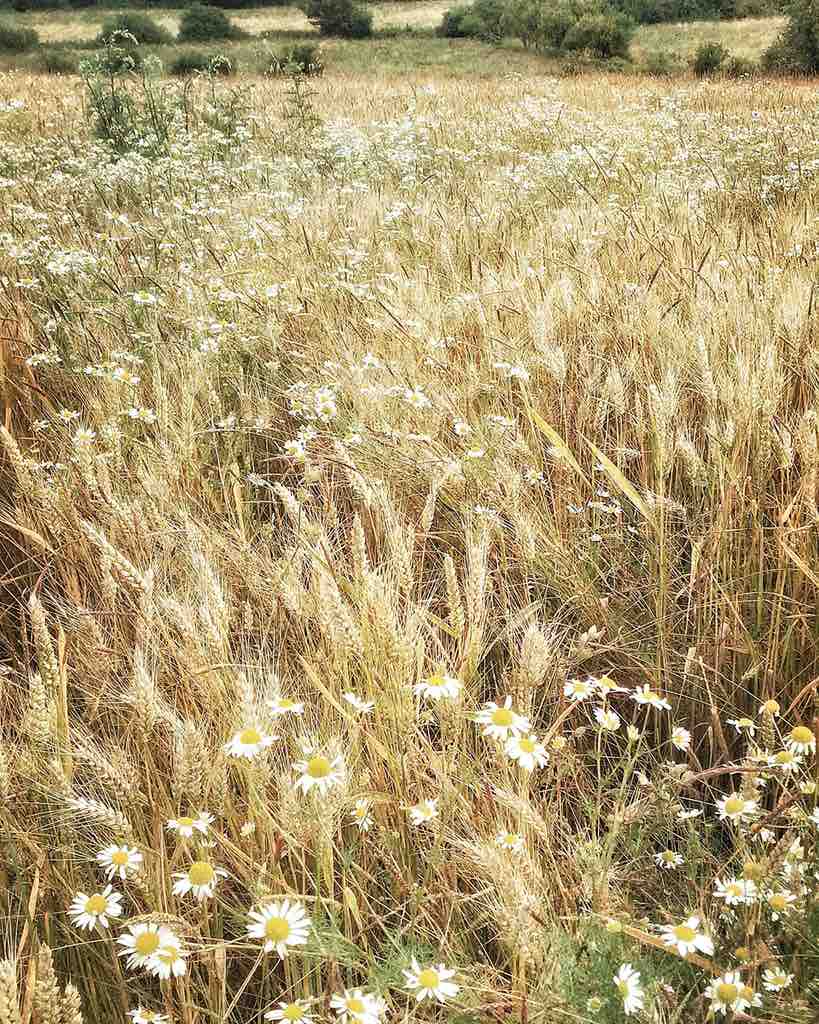 Wheat and Wild Chamomile