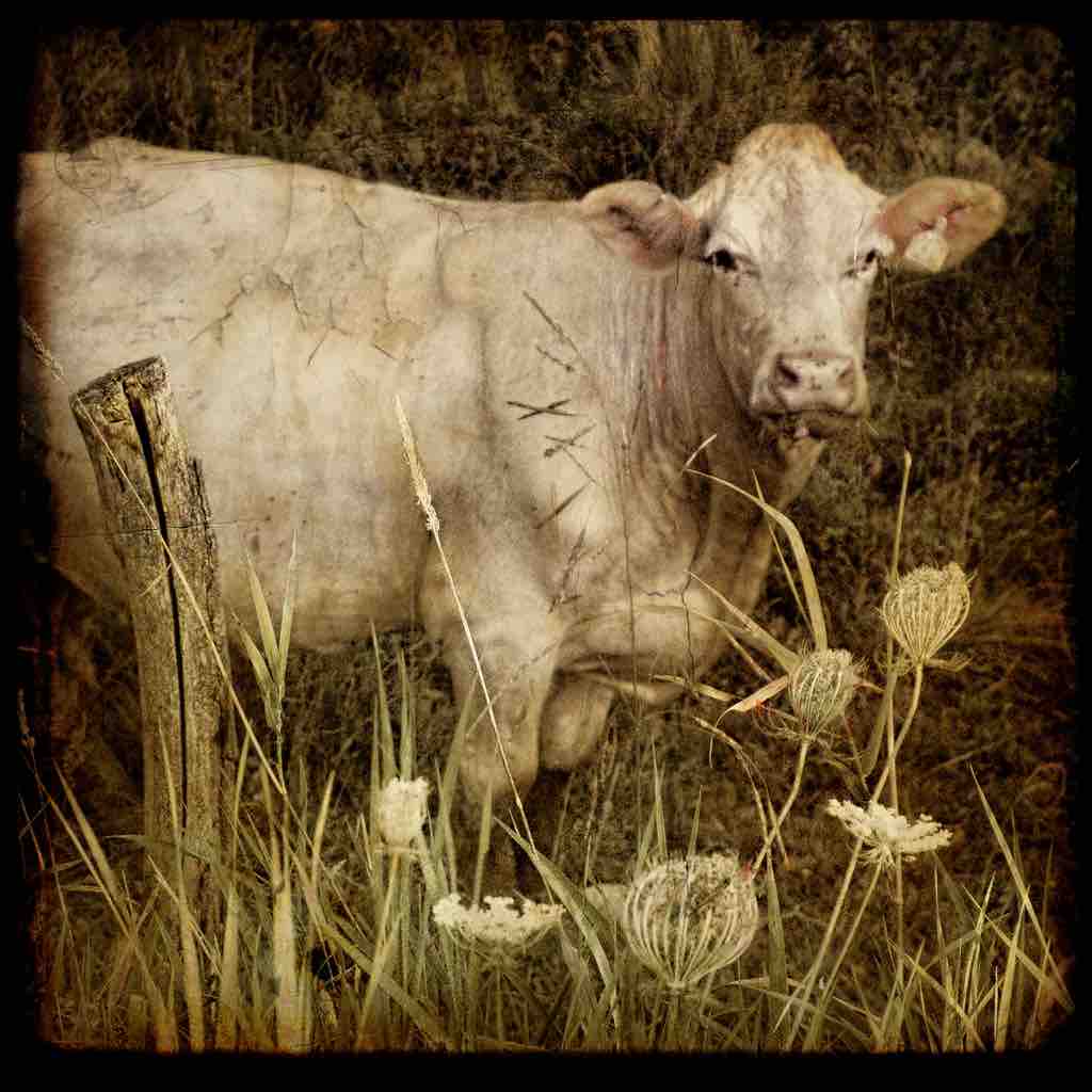 Charolais