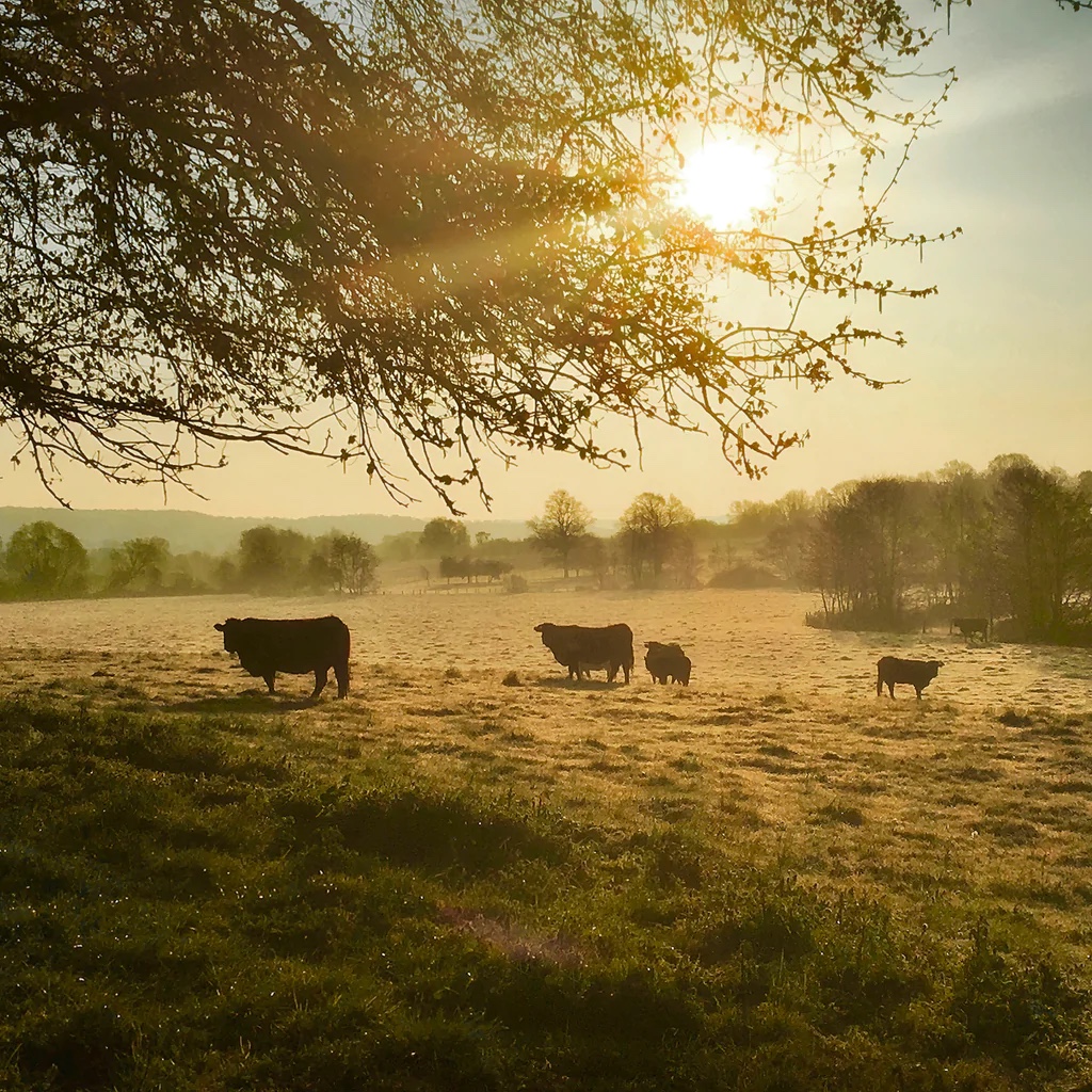 Sunday Sunrise with Cows