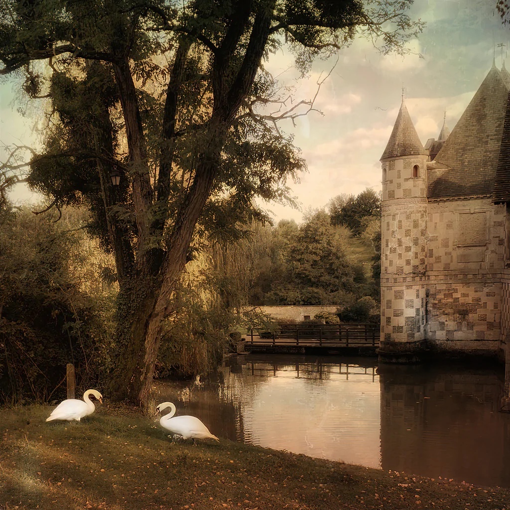 Swans At Chateau