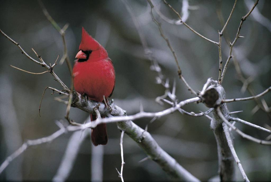 Cardinal