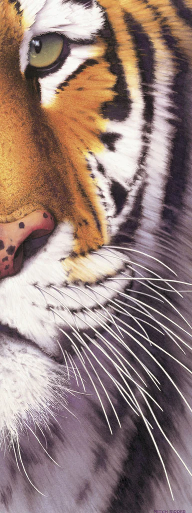 Tiger Eye