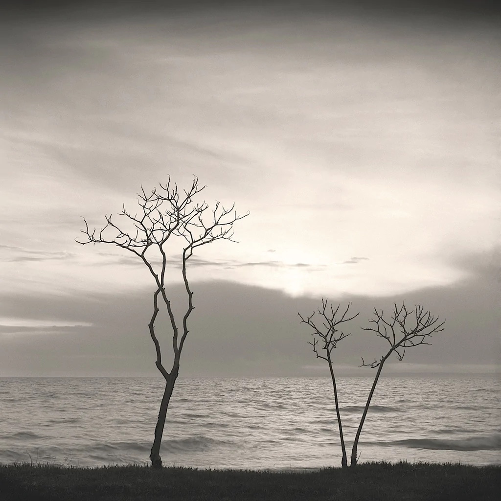 Tree, Study #4