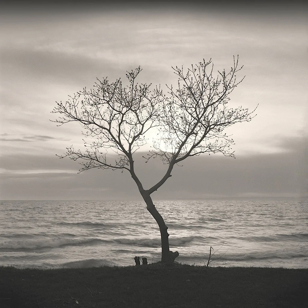 Tree, Study #5