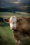 Portrait of a Cow