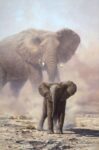 Amboseli Child African Elephant