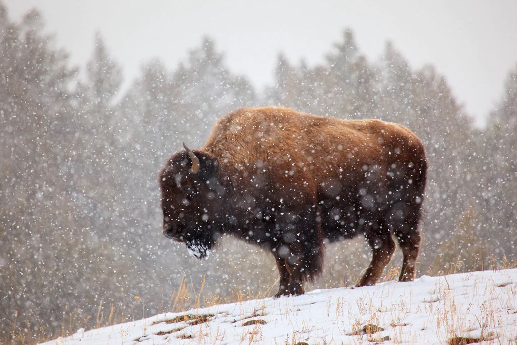 Bison in Snow