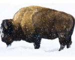 Winter Bison