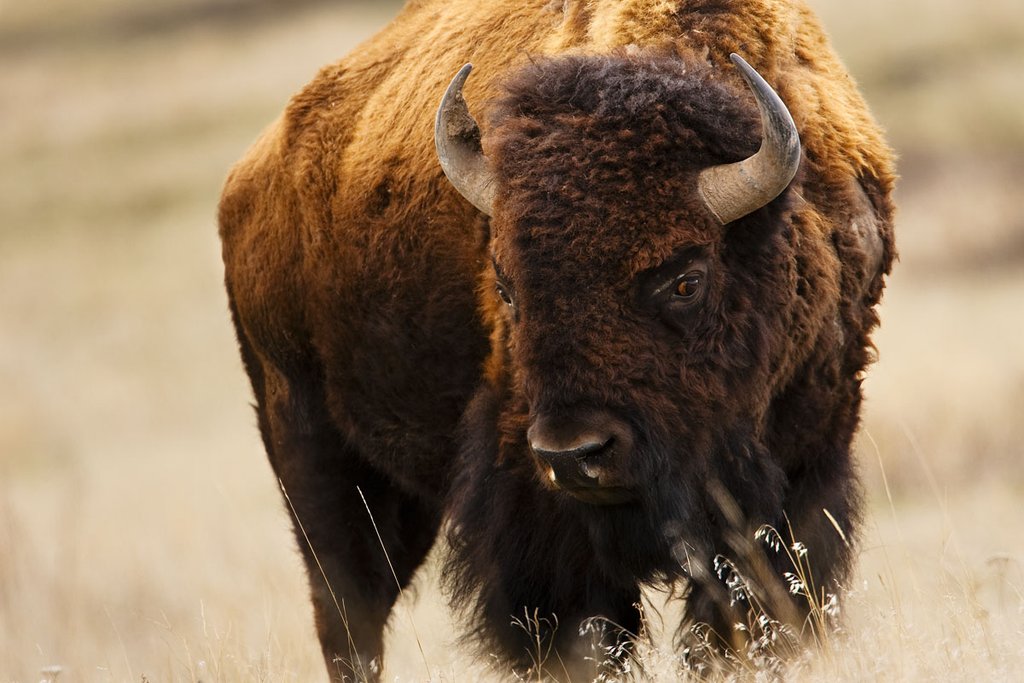 Montana Bison