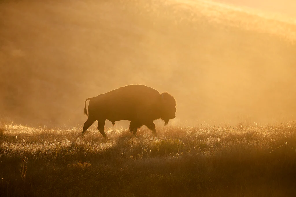 Bison