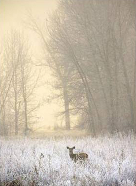 White-Tailed Deer in Fog