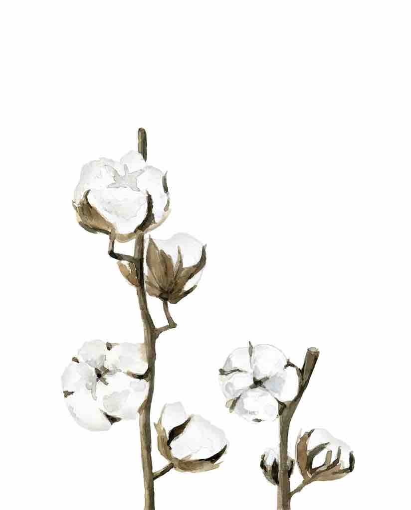 Cotton