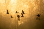 Geese In the Mist