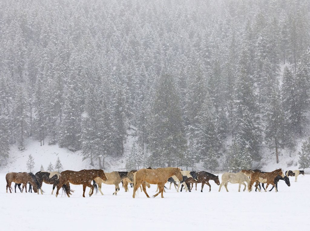 Montana Horses