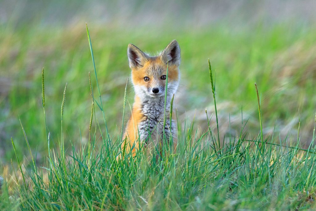 Red Fox Kits