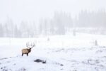 Elk, Montana
