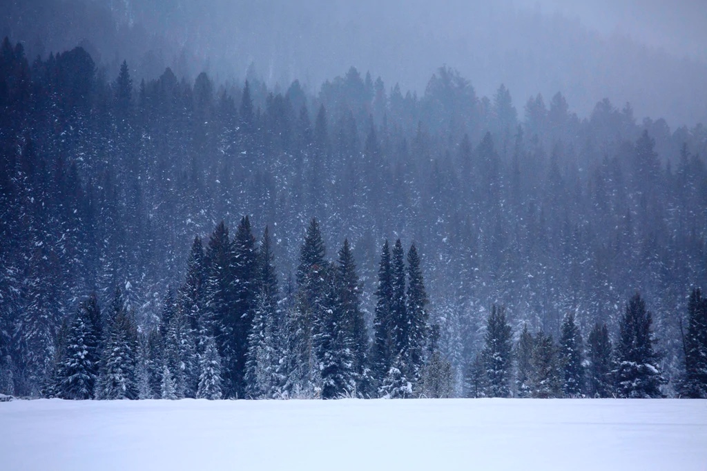 Yellowstone