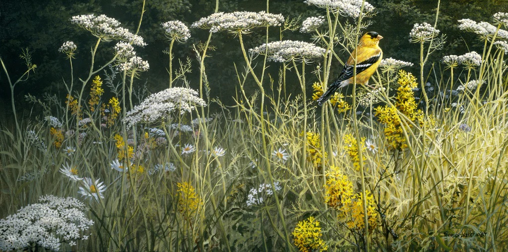 Evening Meadow - American Goldfinch