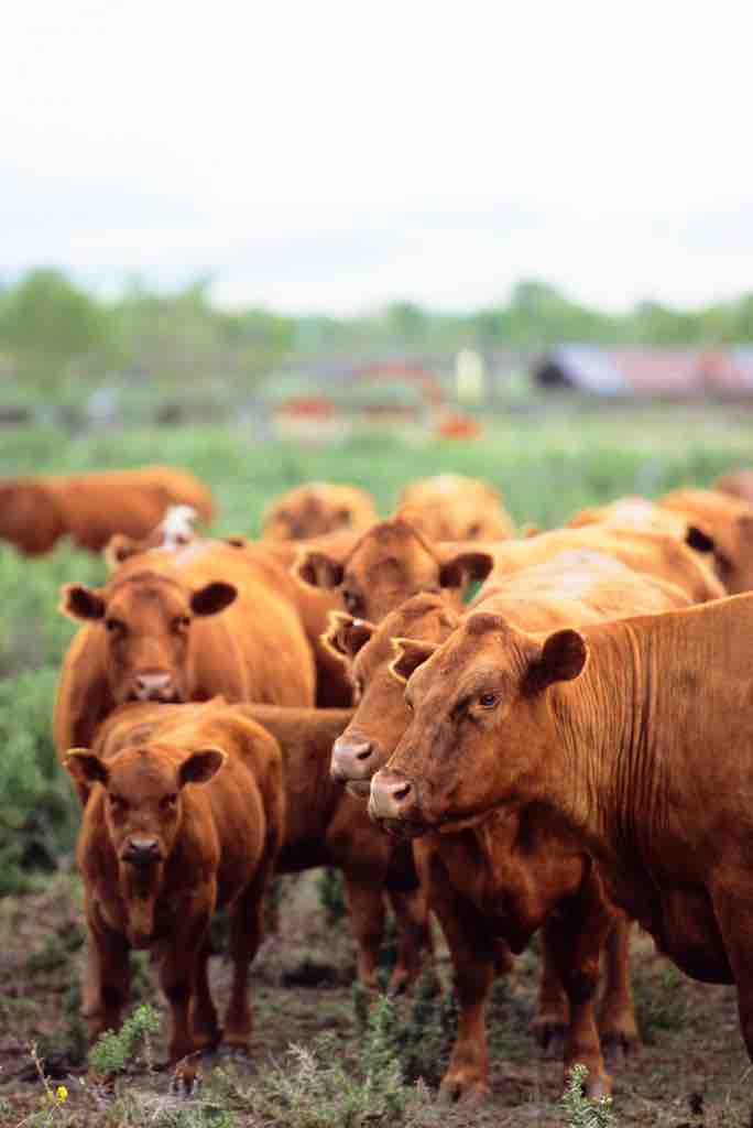 Montana Ranch with Cows