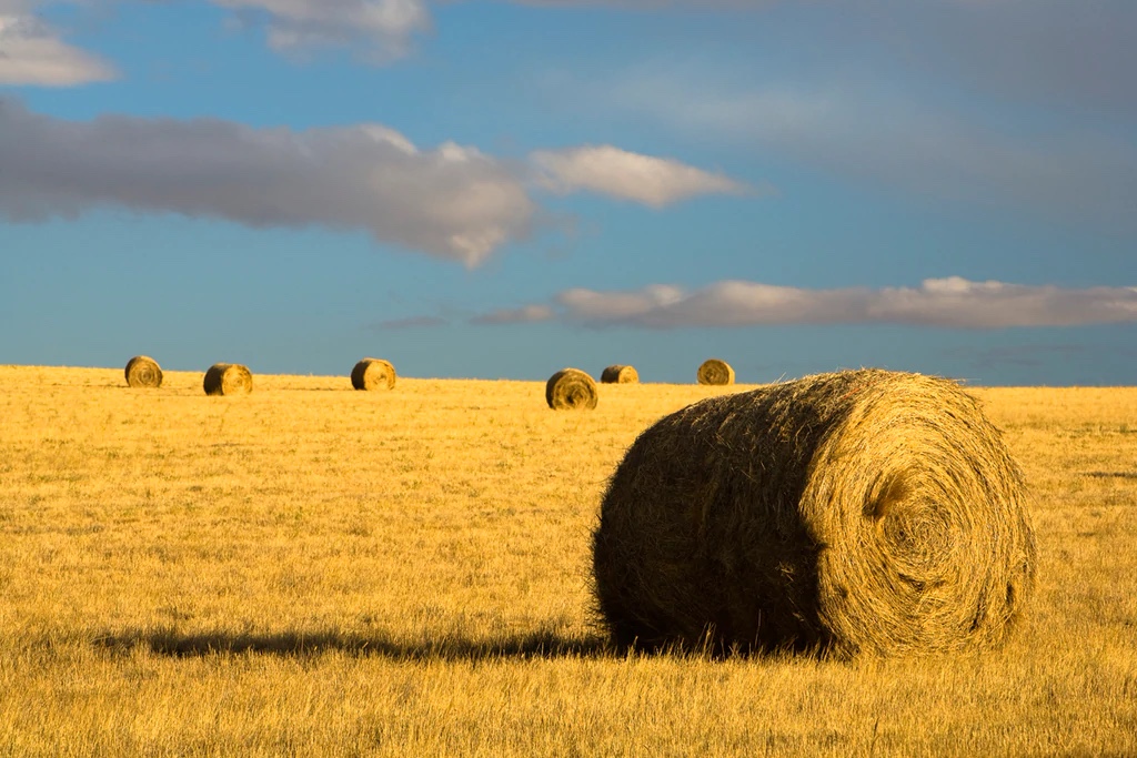 Montana Hay Bales