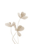 Dried Leaves - Clover 2